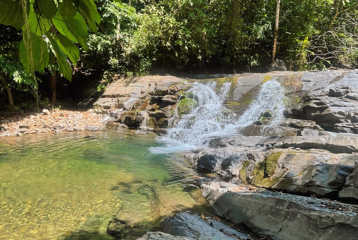 JUNGLE DREAMS FARM: WHERE NATURE MEETS SERENITY – 20 ACRES
